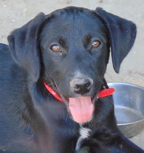 Thea, female puppy Mixed Breed for adoption at Tierhilfe Korfu e.V., Ratingen