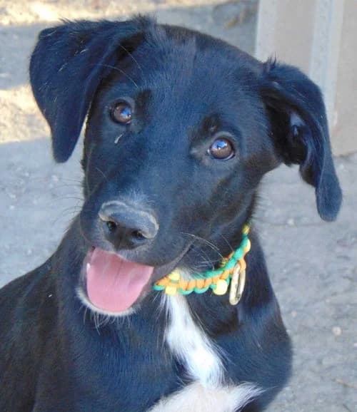 Aias, male puppy Mixed Breed for adoption at Tierhilfe Korfu e.V., Ratingen