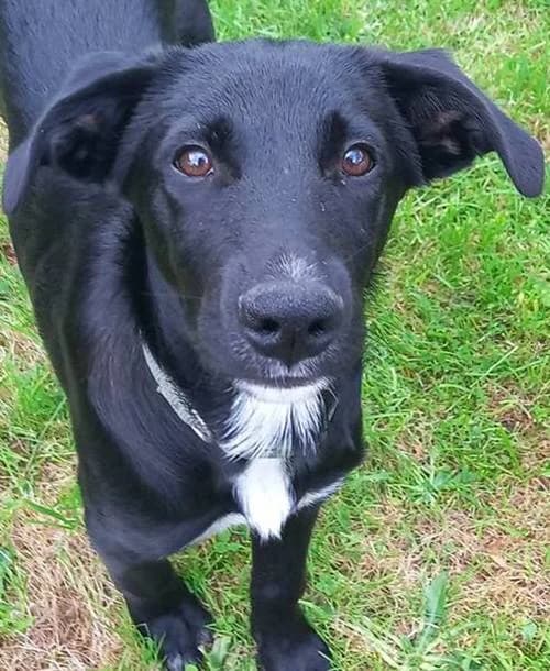 Aias, male puppy Mixed Breed for adoption at Tierhilfe Korfu e.V., Ratingen