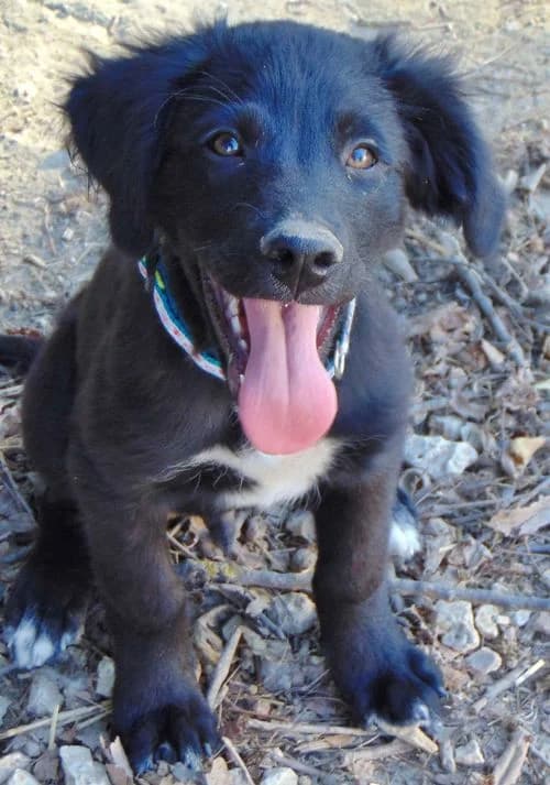 Bims, male puppy Mixed Breed for adoption at Tierhilfe Korfu e.V., Ratingen