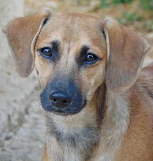 Molly, female puppy Mixed Breed for adoption at Tierhilfe Korfu e.V., Ratingen