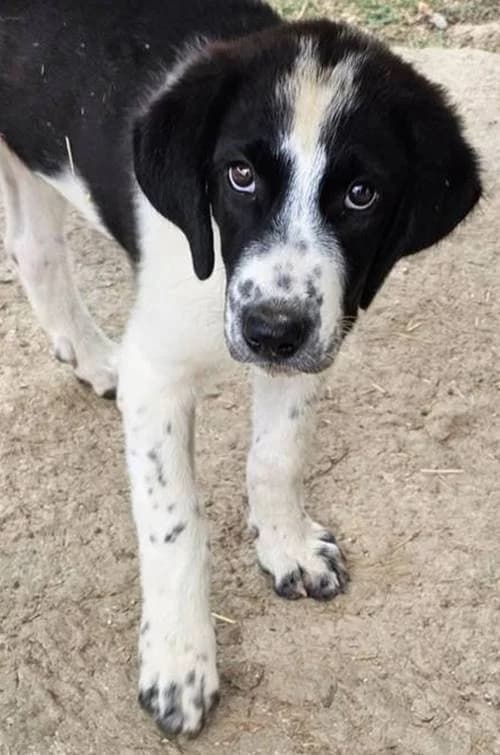 Karamela, female puppy Mixed Breed for adoption at Tierhilfe Korfu e.V., Ratingen