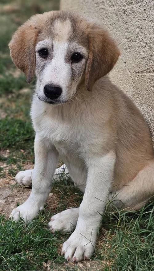 Lili, female puppy Mixed Breed for adoption at Tierhilfe Korfu e.V., Ratingen