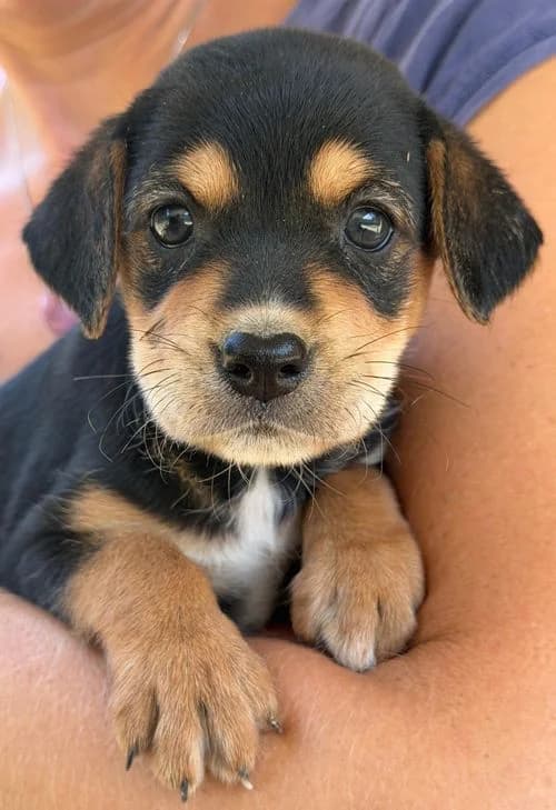 Anna, female puppy Mixed Breed for adoption at Tierhilfe Korfu e.V., Ratingen