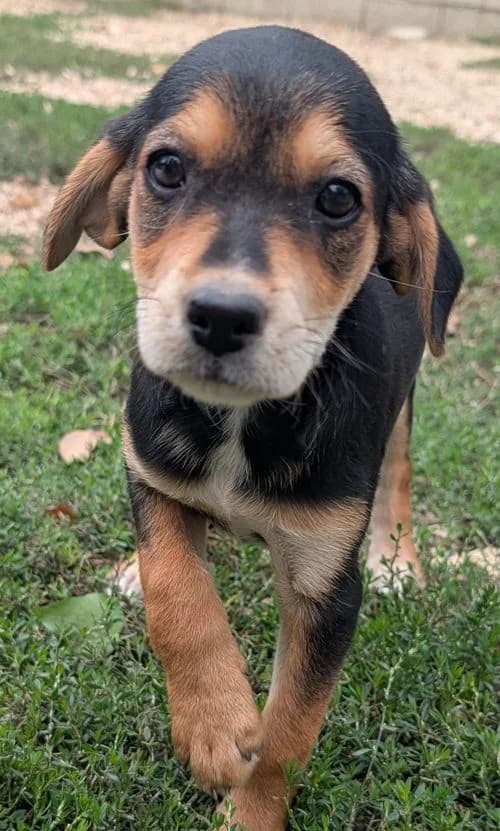 Anna, female puppy Mixed Breed for adoption at Tierhilfe Korfu e.V., Ratingen