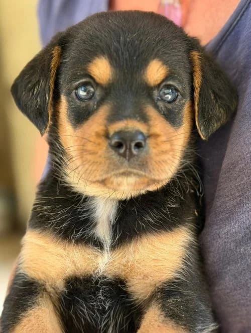 Madita, female puppy Mixed Breed for adoption at Tierhilfe Korfu e.V., Ratingen