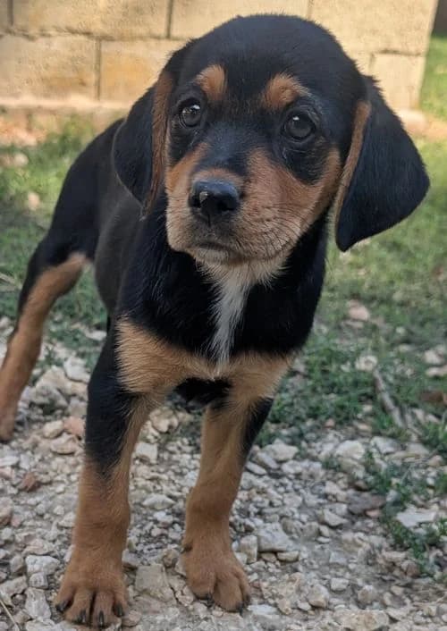 Madita, female puppy Mixed Breed for adoption at Tierhilfe Korfu e.V., Ratingen