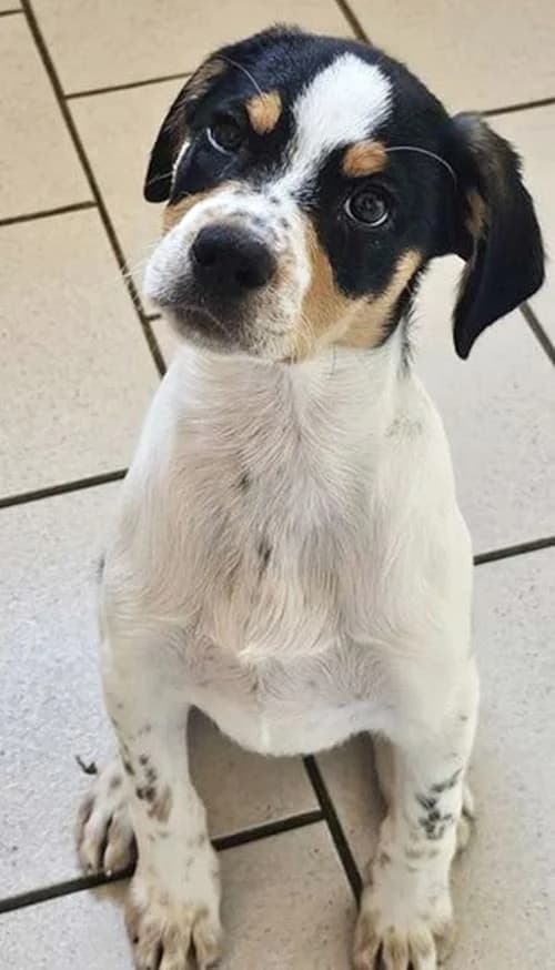Maurice, male puppy Mixed Breed for adoption at Tierhilfe Korfu e.V., Ratingen