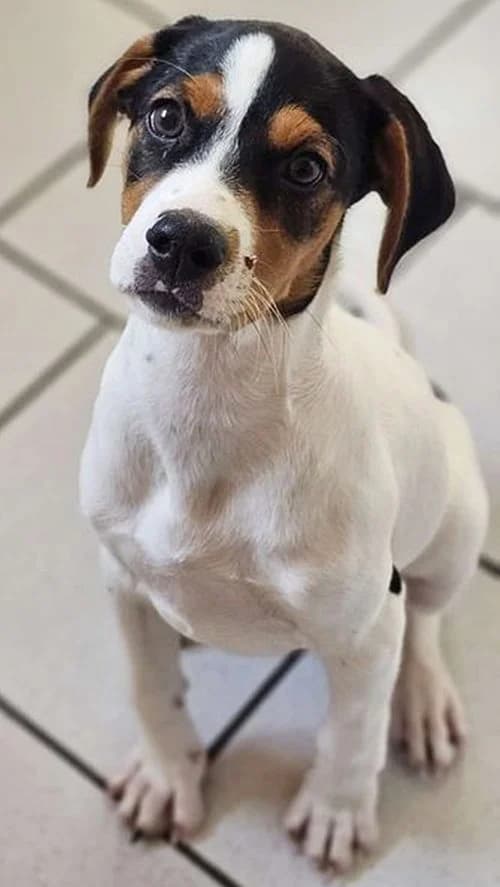 Michel, male puppy Mixed Breed for adoption at Tierhilfe Korfu e.V., Ratingen