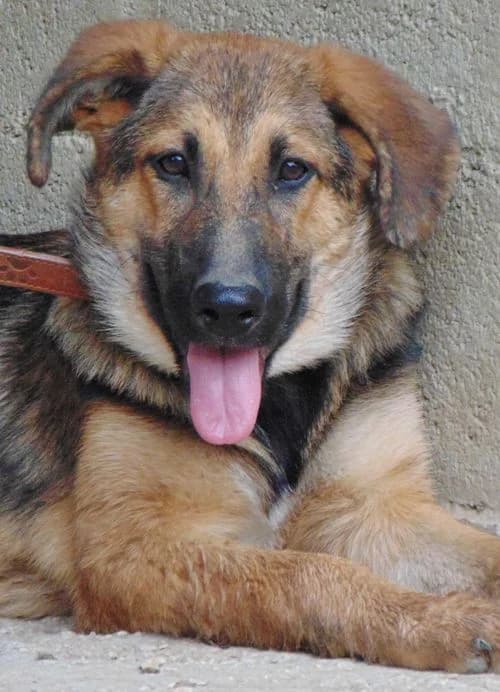 Klara, female puppy Mixed Breed for adoption at Tierhilfe Korfu e.V., Ratingen