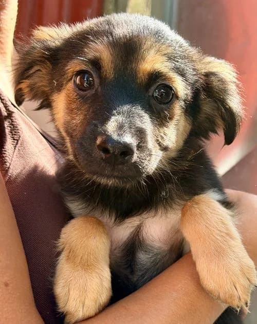 Nelly, female puppy Mixed Breed for adoption at Tierhilfe Korfu e.V., Ratingen