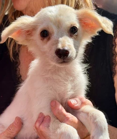 Peaches, female puppy Mixed Breed for adoption at Tierhilfe Korfu e.V., Ratingen