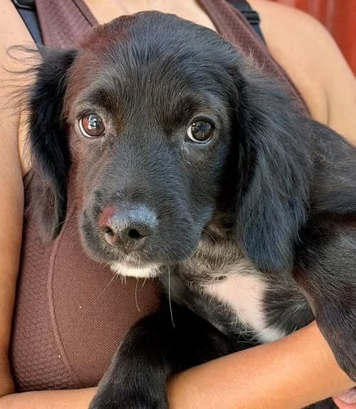 Mogli, male puppy Mixed Breed for adoption at Tierhilfe Korfu e.V., Ratingen