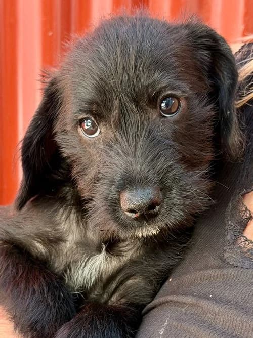Nando, male puppy Mixed Breed for adoption at Tierhilfe Korfu e.V., Ratingen
