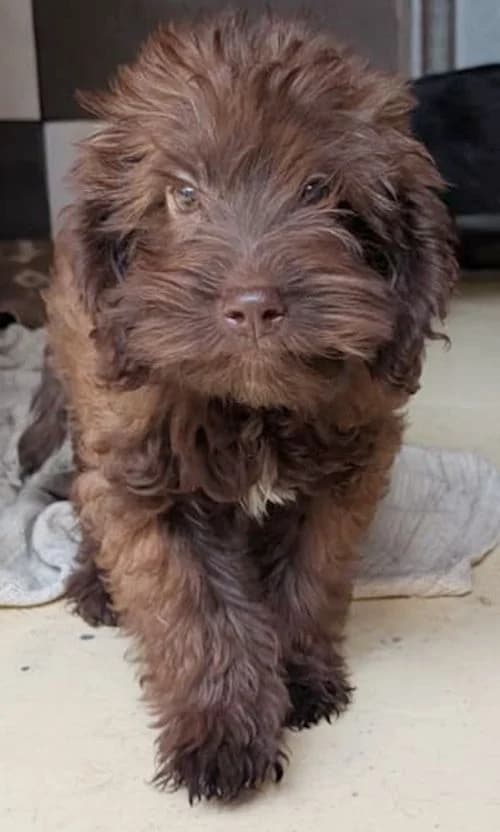 Pino, male puppy Mixed Breed for adoption at Tierhilfe Korfu e.V., Ratingen