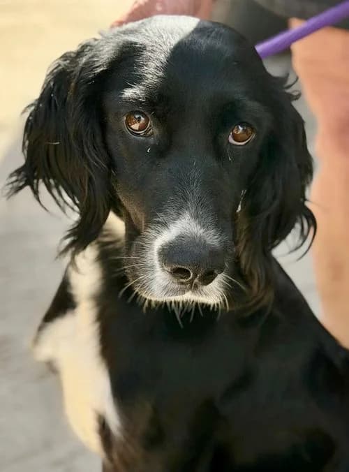Alexia, female puppy Mixed Breed for adoption at Tierhilfe Korfu e.V., Ratingen