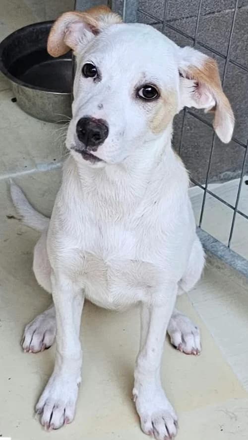 Melina, female puppy Mixed Breed for adoption at Tierhilfe Korfu e.V., Ratingen