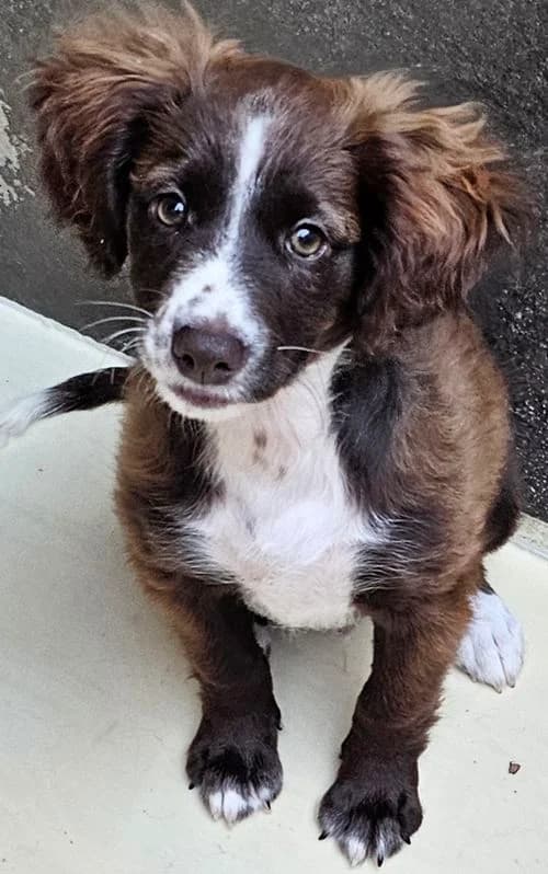 Lia, female puppy Mixed Breed for adoption at Tierhilfe Korfu e.V., Ratingen