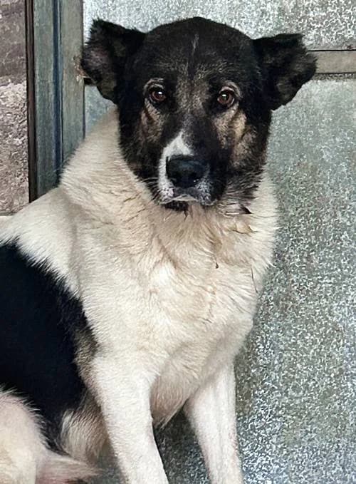 Quentin, male 3yo Mixed Breed for adoption at Tierhilfe Korfu e.V., Ratingen