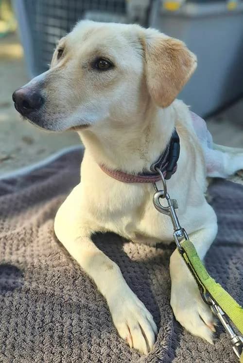 Tatou, male puppy Mixed Breed for adoption at Tierhilfe Korfu e.V., Ratingen