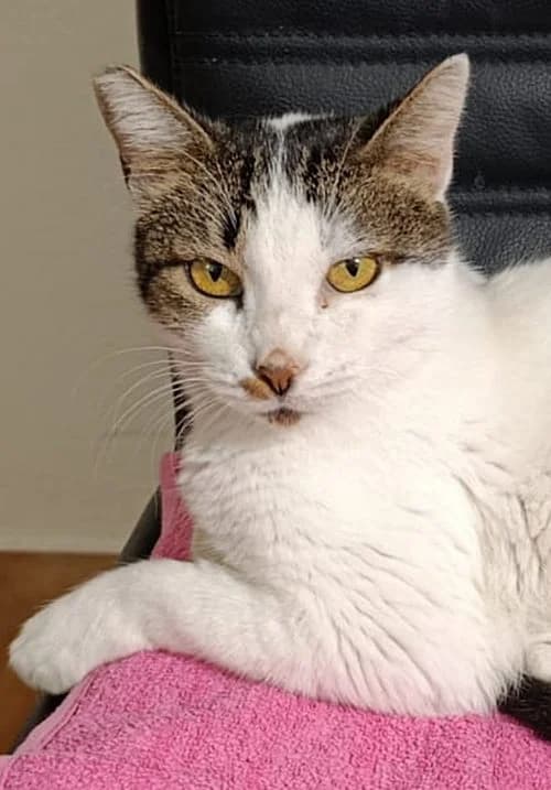 Oliver, male 3yo Mixed Breed for adoption at Tierhilfe Korfu e.V., Ratingen