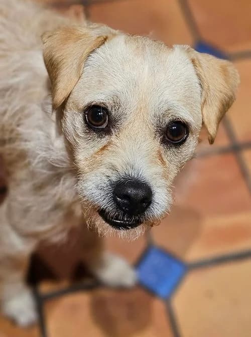 Struppi, male young Mixed Breed for adoption at Tierhilfe Korfu e.V., Ratingen