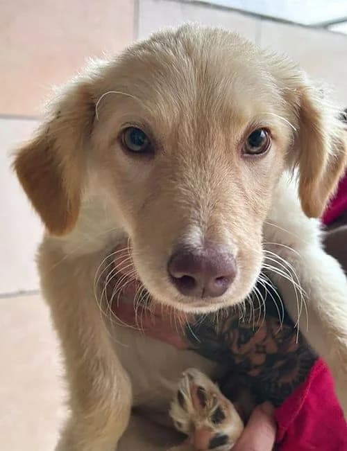 Nonni, male puppy Mixed Breed for adoption at Tierhilfe Korfu e.V., Ratingen