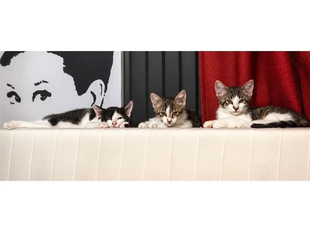4 Kitten, female puppy Mixed Breed for adoption at Tierhilfe Lebenswert e.V., Oberwies