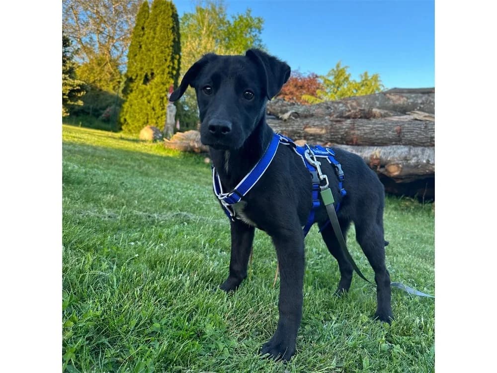 Abby, schwarz female puppy Mixed Breed for adoption at Tierhilfe Lebenswert e.V., Oberwies