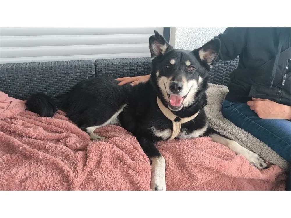Aiko, schwarz female 6yo Mixed Breed for adoption at Tierhilfe Lebenswert e.V., Oberwies