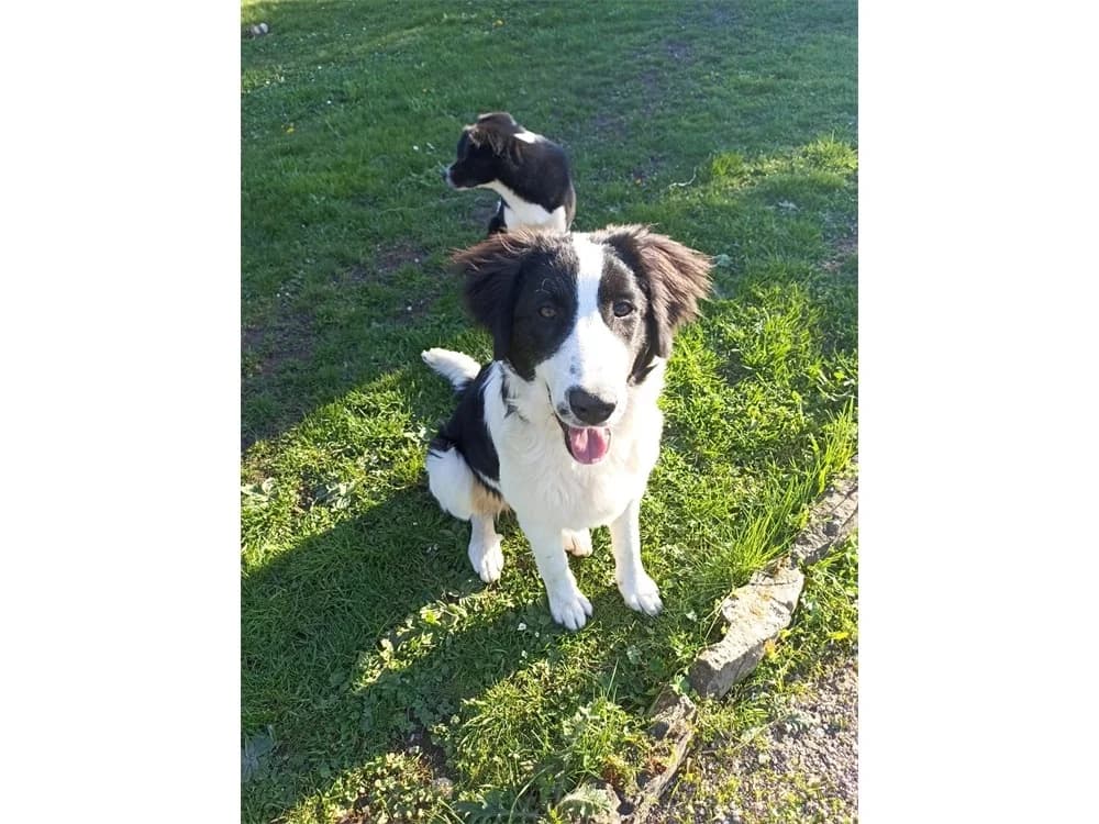 Alma, schwarz female puppy Mixed Breed for adoption at Tierhilfe Lebenswert e.V., Oberwies