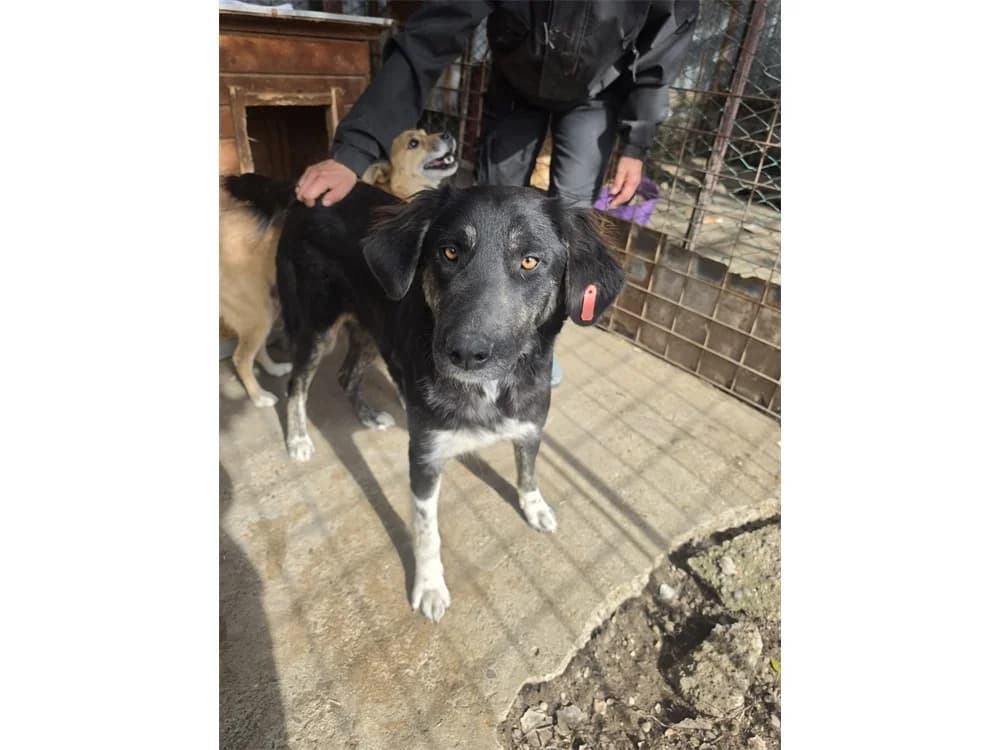 Amarena *20, schwarz female Mixed Breed for adoption at Tierhilfe Lebenswert e.V., Oberwies