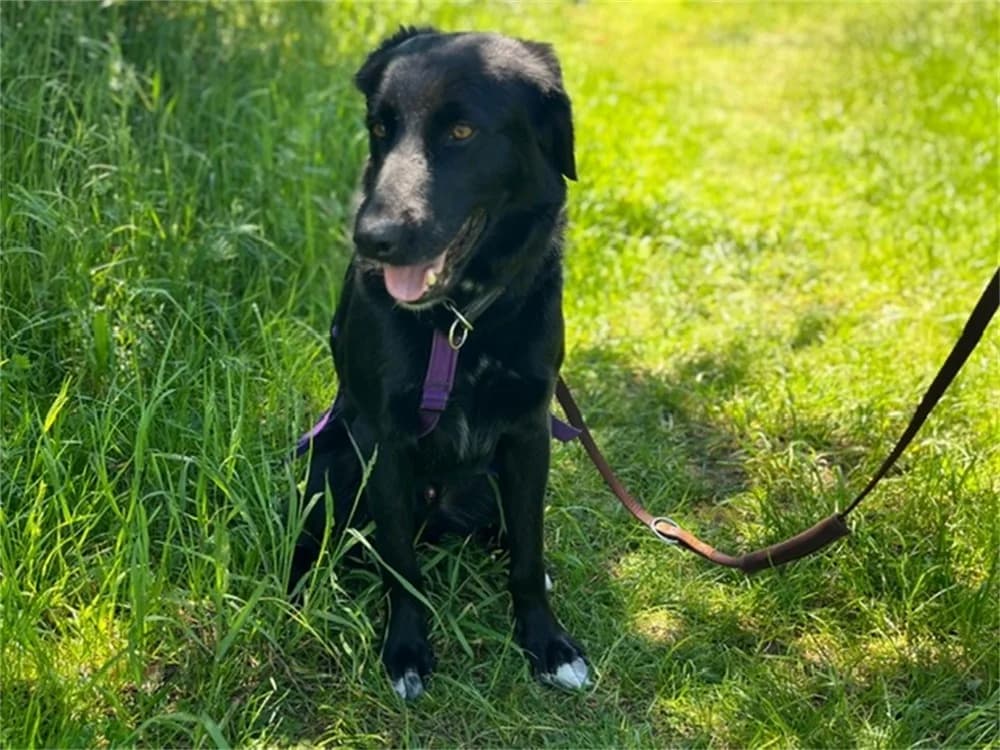 Amor, schwarz female puppy Mixed Breed for adoption at Tierhilfe Lebenswert e.V., Oberwies