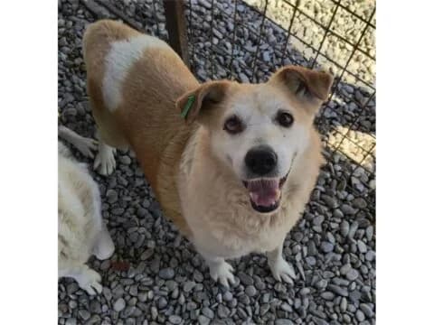 Anand *2016 – Pflegestelle oder Zuhause gesucht, beige female Mixed Breed for adoption at Tierhilfe Lebenswert e.V., Oberwies