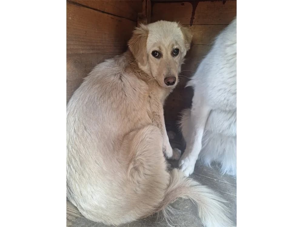 Antoniah, female young Mixed Breed for adoption at Tierhilfe Lebenswert e.V., Oberwies