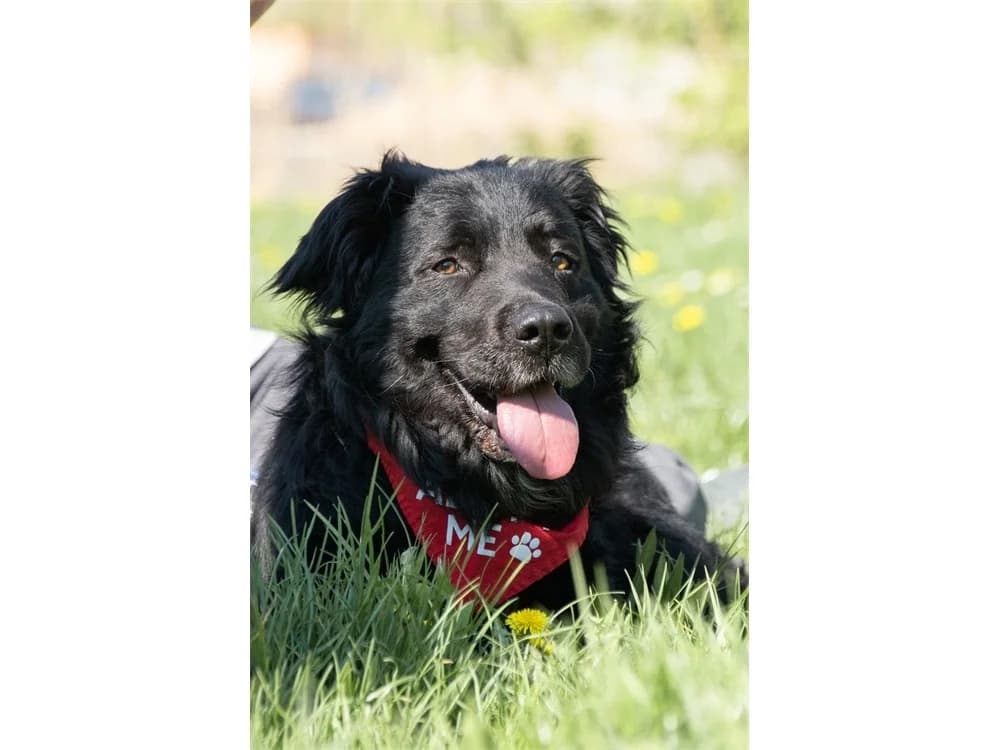 Anubis, schwarz female senior Mixed Breed for adoption at Tierhilfe Lebenswert e.V., Oberwies