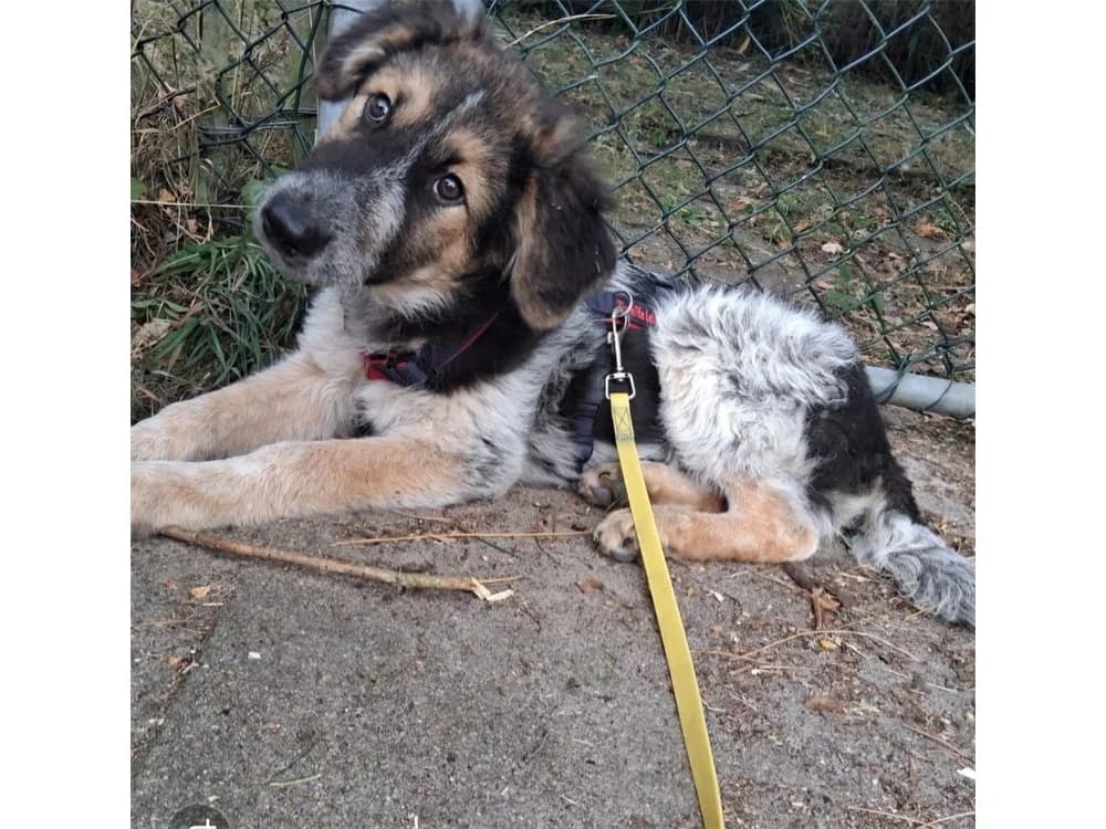 Archy, tricolor female puppy Mixed Breed for adoption at Tierhilfe Lebenswert e.V., Oberwies