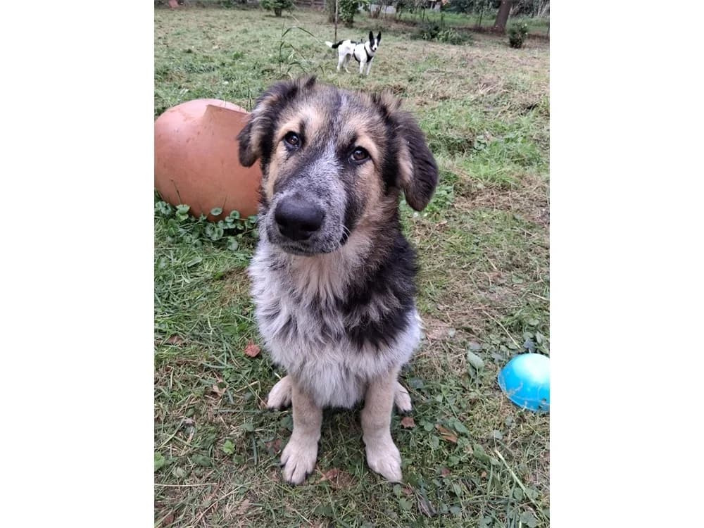Archy, tricolor female puppy Mixed Breed for adoption at Tierhilfe Lebenswert e.V., Oberwies