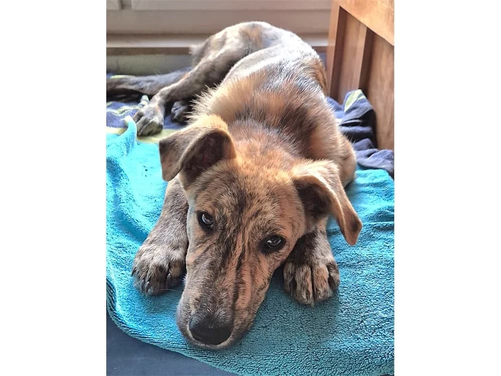 Aro, braun female Mixed Breed for adoption at Tierhilfe Lebenswert e.V., Oberwies