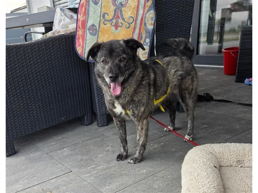 Ashley *2020 – wartet in 92369 Sengenthal, grau female Mixed Breed for adoption at Tierhilfe Lebenswert e.V., Oberwies