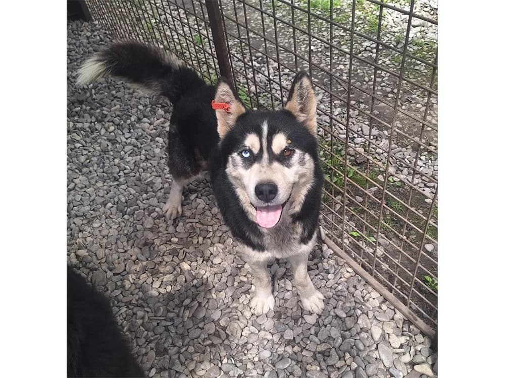 Ayko *20, schwarz female young Husky for adoption at Tierhilfe Lebenswert e.V., Oberwies