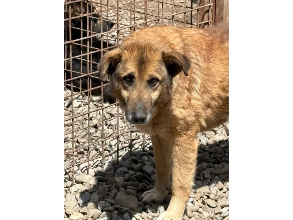 Baby *2015 – Pflegestelle oder Zuhause gesucht, braun female puppy Mixed Breed for adoption at Tierhilfe Lebenswert e.V., Oberwies
