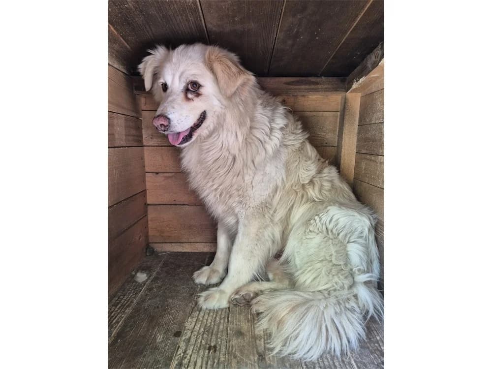 Ballantine *20, female Mixed Breed for adoption at Tierhilfe Lebenswert e.V., Oberwies