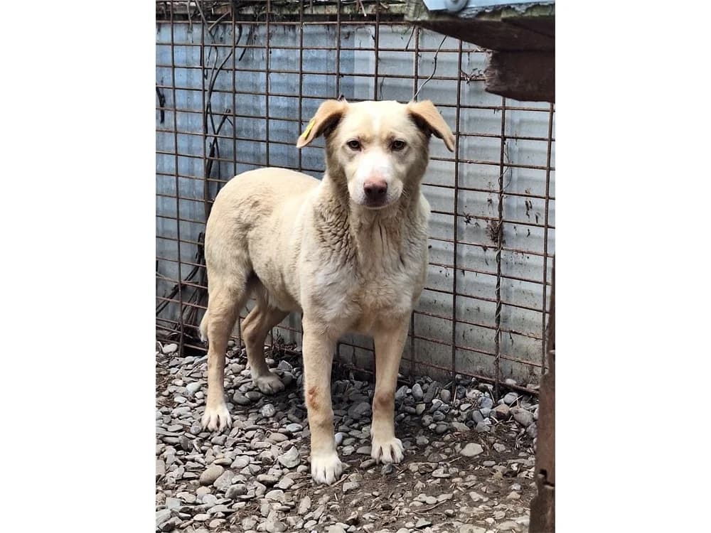 Balthasar *2020 – Pflegestelle oder Zuhause gesucht, beige female Mixed Breed for adoption at Tierhilfe Lebenswert e.V., Oberwies