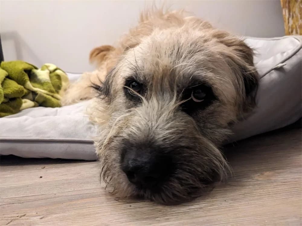 Bandyto, beige female Mixed Breed for adoption at Tierhilfe Lebenswert e.V., Oberwies
