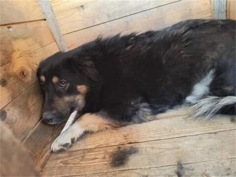 Barkley *20, tricolor female Mixed Breed for adoption at Tierhilfe Lebenswert e.V., Oberwies