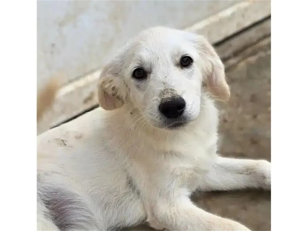 Batthyna, female puppy Mixed Breed for adoption at Tierhilfe Lebenswert e.V., Oberwies
