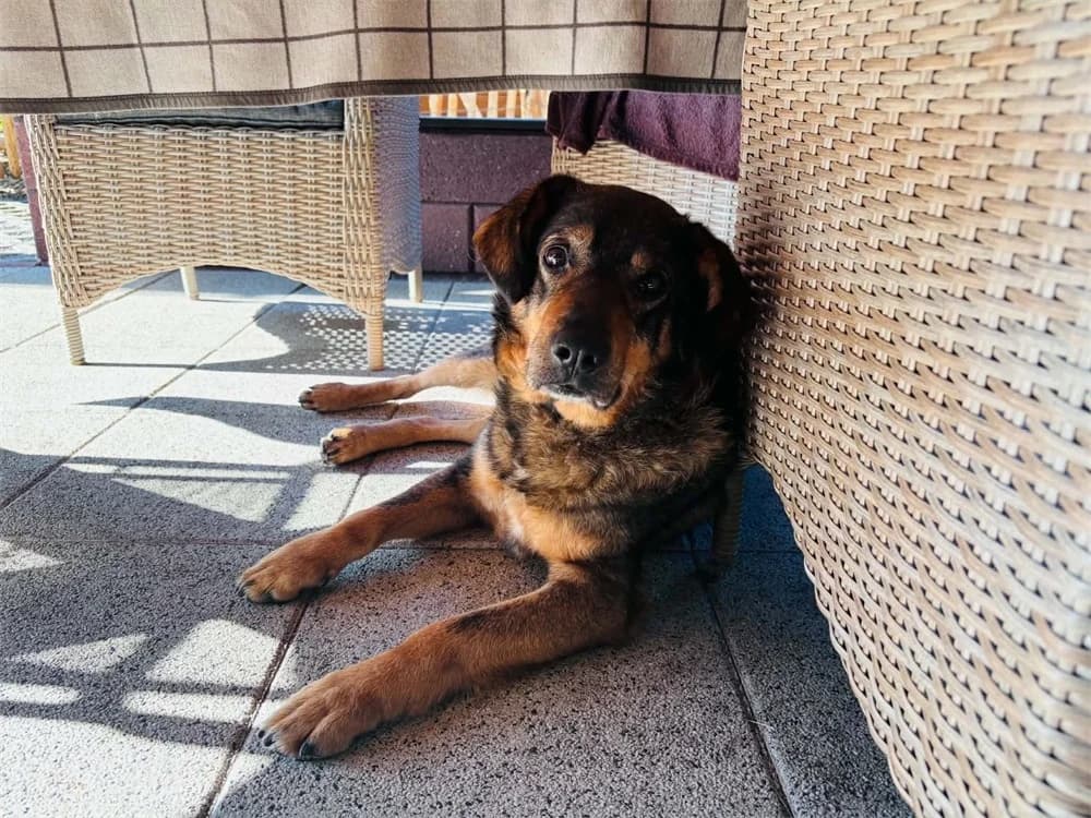 Beelo *2019 – wartet in 38547 Calberlah, rotbraun female Mixed Breed for adoption at Tierhilfe Lebenswert e.V., Oberwies