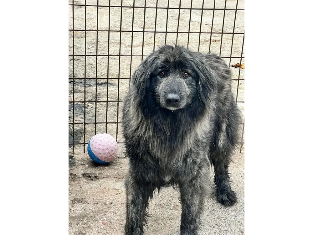 Beleza *20, schwarz female Mixed Breed for adoption at Tierhilfe Lebenswert e.V., Oberwies