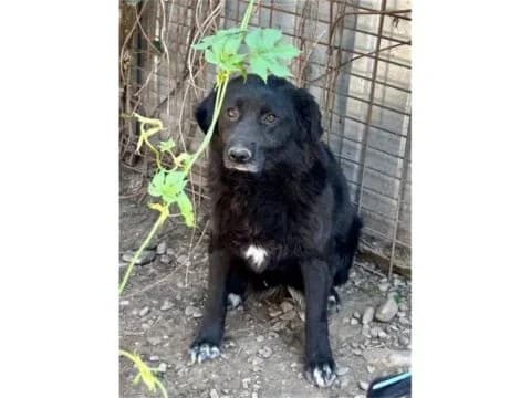 Bent *2018 – Pflegestelle oder Zuhause gesucht, schwarz female young Mixed Breed for adoption at Tierhilfe Lebenswert e.V., Oberwies